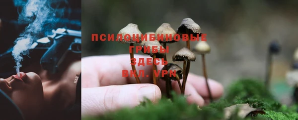 PSILOCYBIN Богородск